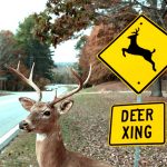 deer crossing