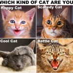 Which kind of cat are you cat personalities purr sonality