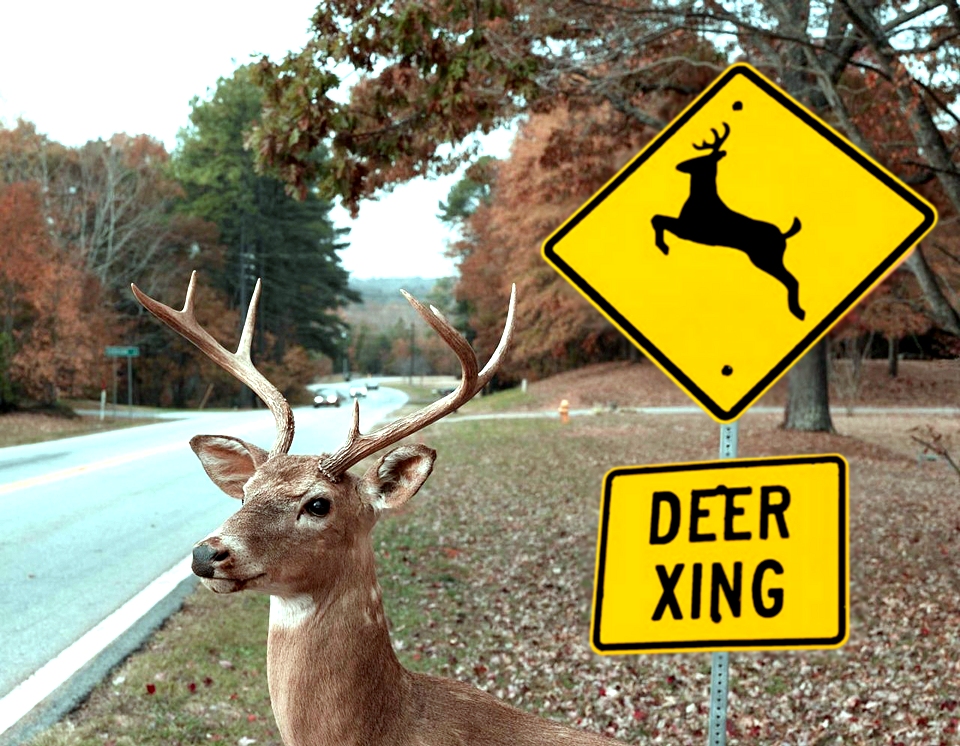 hit a deer,deer in the headlights,deer car crash,metaphor,life goes on,deer...