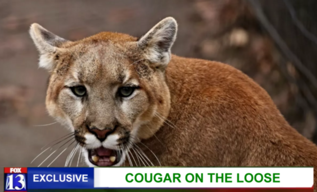 Forgiveness and Judgment Cougar on the <Loose